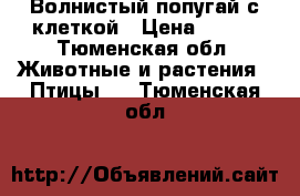 Волнистый попугай с клеткой › Цена ­ 500 - Тюменская обл. Животные и растения » Птицы   . Тюменская обл.